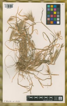 Ejemplar Hordeum leporinum Link