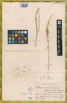 Ejemplar Setaria cordobensis R.A.W. Herrm