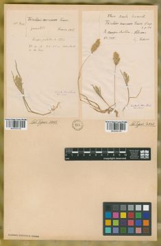 Ejemplar Trisetum aureum (Ten.) Ten.