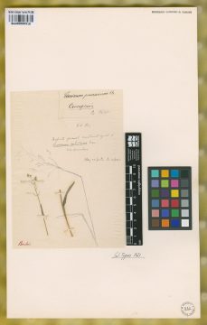 Ejemplar Panicum pencanum Phil.