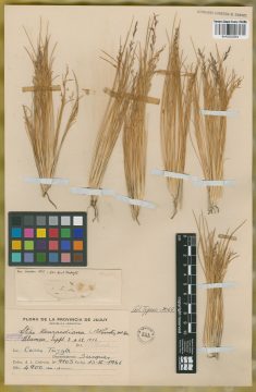 Ejemplar Stipa henrardiana Parodi