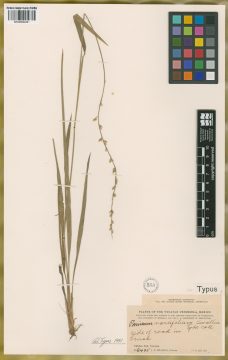 Ejemplar Panicum variifolium Swallen