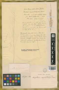 Ejemplar Panicum myriostachyum Hack.