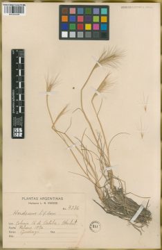 Ejemplar Hordeum comosum J. Presl var. bifidum Parodi ex Nicora