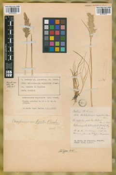 Ejemplar Muhlenbergia rupestris Steud.