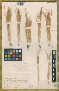 Ejemplar Stipa frigida Phil. var. parvispicula Parodi