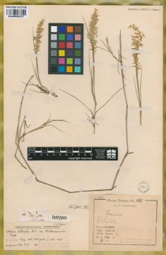 Ejemplar Melica litoralis Phil. var. werdermannii Papp