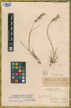 Ejemplar Agrostis nemoralis Phil.