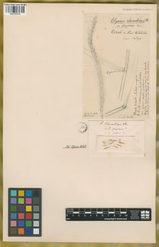 Ejemplar Elymus chonoticus Phil.