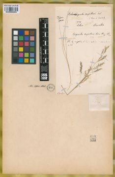 Ejemplar Calamagrostis capillaris Nees ex Steud.