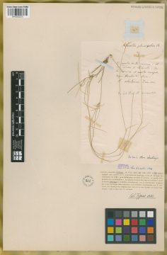 Ejemplar Nassella planifolia Phil.