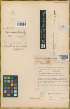 Ejemplar Piptochaetium tuberculatum E. Desv.