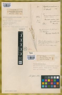 Ejemplar Panicum excelsum Nees