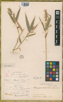 Ejemplar Chusquea valdiviensis E. Desv.