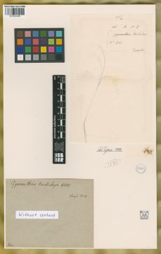 Ejemplar Gymnotrix tristachya Kunth