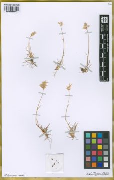 Ejemplar Rytidosperma sorianoi Nicora