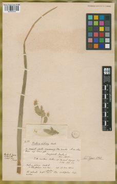 Ejemplar Festuca foliosa Hook. f.