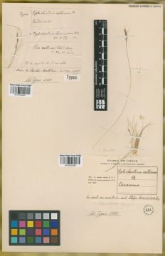 Ejemplar Piptochaetium collinum Phil.