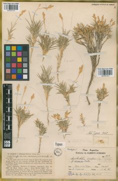 Ejemplar Distichlis spicata (L.) Greene