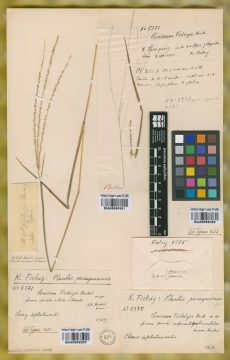 Ejemplar Panicum fiebrigii Hack.