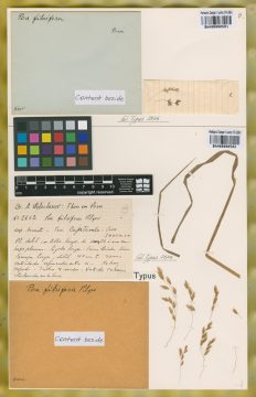 Ejemplar Poa fibrifera Pilg.