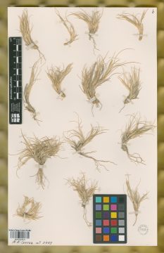 Ejemplar Hordeum patagonicum (Hauman) Covas