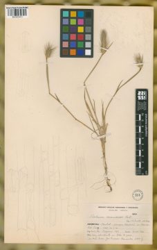 Ejemplar Hordeum marinum Huds.