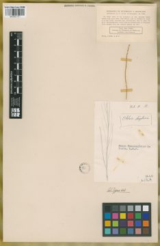 Ejemplar Chloris digitataria Kunth