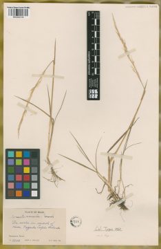 Ejemplar Agrostis ramboi Parodi