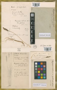Ejemplar Deyeuxia violacea Wedd. var. puberula Rúgolo & Villav.