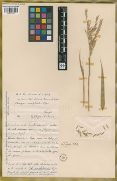 Ejemplar Chusquea anelytroides Rupr. ex Döll