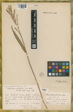Ejemplar Paspalum pubescens Lag.