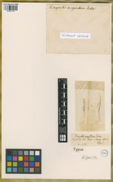 Ejemplar Eragrostis argentina Jedwabn.