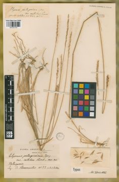 Ejemplar Elymus patagonicus Speg. var. nitidus Parodi