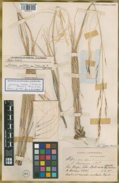 Ejemplar Stipa sorianoi Parodi