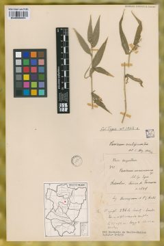 Ejemplar Panicum enneaneurum Griseb.