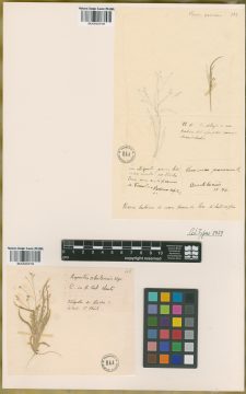 Ejemplar Panicum pencanum Phil.