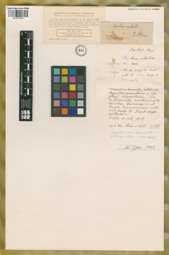 Ejemplar Saccharum contractum Kunth