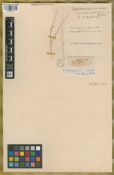 Ejemplar Pappophorum pappiferum (Lam.) Kuntze var. mucronulatum (Nees) Kuntze