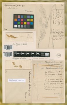 Ejemplar Agrostis fulva Griseb.