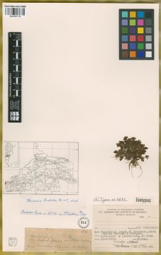 Ejemplar Huanaca boelckei Mathias & Constance