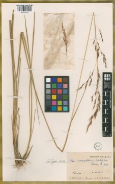 Ejemplar Stipa megapotamia Spreng. ex Trin. var. latiflora Roseng. & Izag.