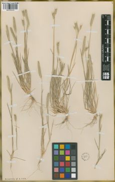 Ejemplar Hordeum euclaston Steud. var. puberulum Parodi & Nicora