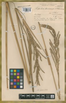 Ejemplar Paspalum devincenzii Parodi