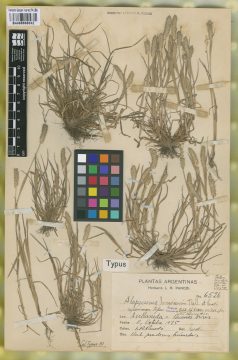Ejemplar Alopecurus bonariensis Parodi & Thell.