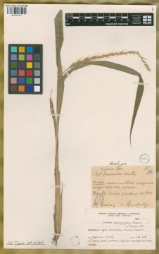 Ejemplar Setaria paraguayensis Pensiero
