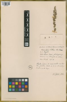 Ejemplar Neurolepis pittieri McClure