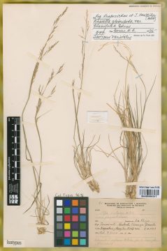 Ejemplar Nassella glabripoda Torres var. planifolia Torres