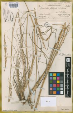 Ejemplar Sporobolus platensis Parodi