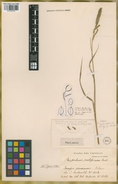 Ejemplar Paspalum proliferum Arechav.